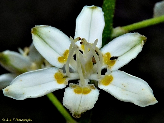 {Melanthium virginicum}